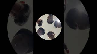 Pedro Pedro #MiTH #MiTHVALORANT #Killua #Kadoom #Seph1roth #LAZ #CGRS