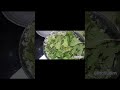 mint chutney