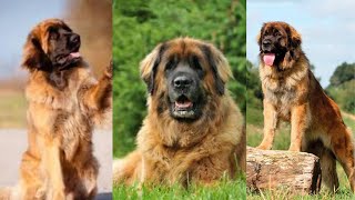 Leonberger | Funny and Cute dog video compilation in 2022 by Dog Dog Dog 23,818 views 1 year ago 5 minutes, 17 seconds