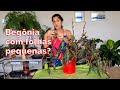 BEGÔNIAS COM FOLHAS PEQUENAS? Diagnóstico da Begonia maculata!