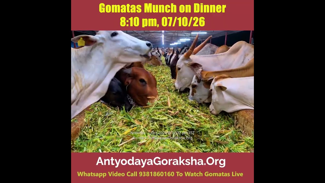 [07 Oct 2026] Sandhya Nivedana to Gomatas 🙏