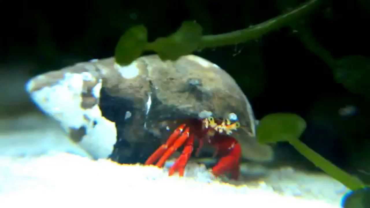 red leg hermit crab
