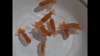 DSCN5721