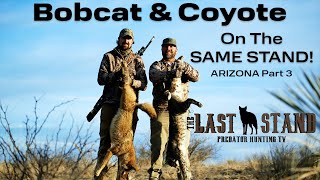 Bobcat & Coyote On Same Stand! Predators Of Arizona Part 3 - The Last Stand S7:E3