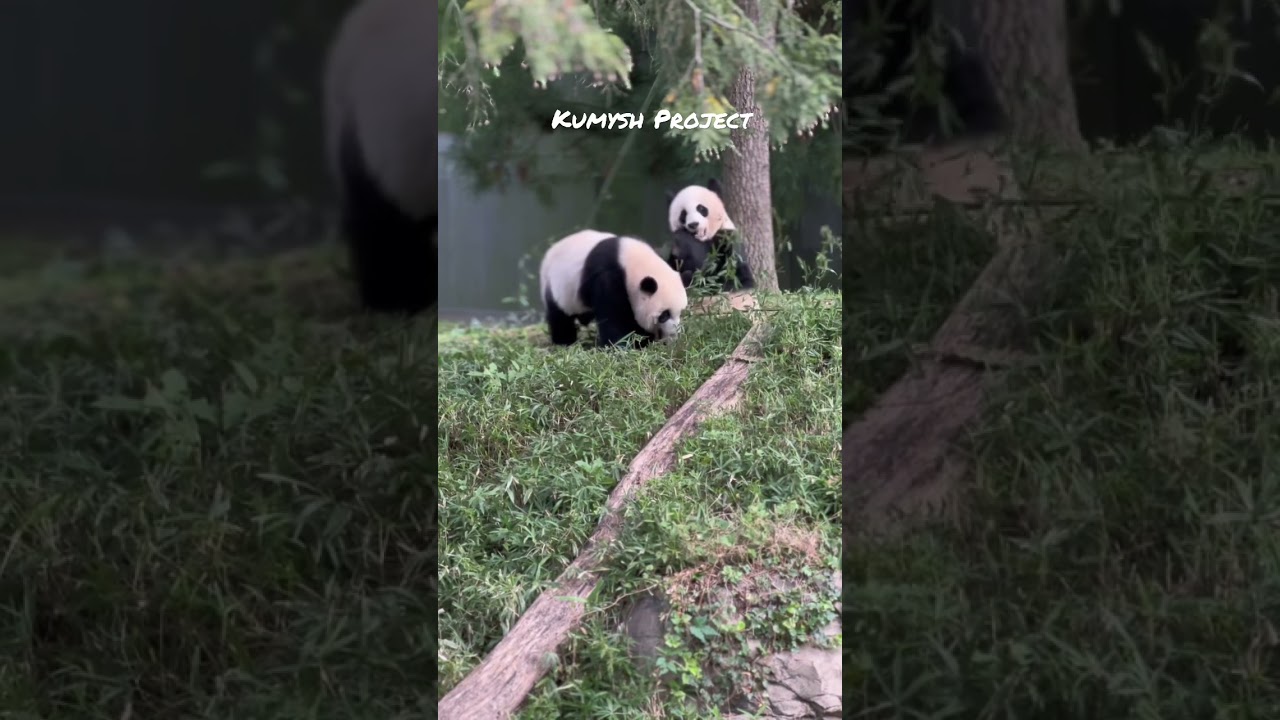 Two chubby pandas 🐼🐼