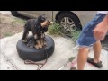 Train Dog Whoa and Hold with Screaming brat's Build on Sucess Train Dog Whoa and Hold with Screaming brat's Build on Sucess