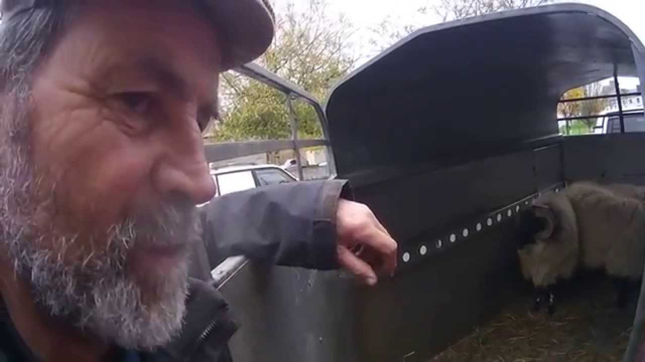 Tom Heneghan: Westport Sheep Fair