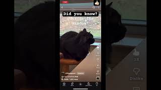 A cute little yt shorts Easter egg👍🏻#eastereggs #cat