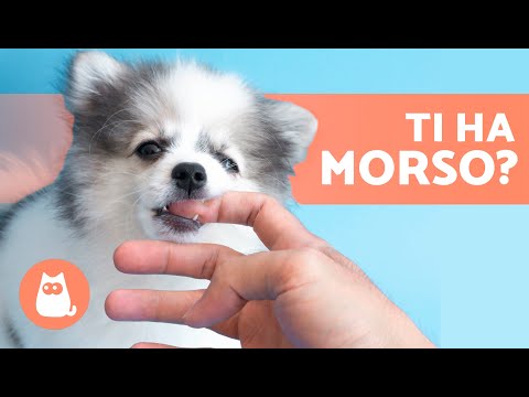 Video: Chiedi a un veterinario: perché il mio cane monta i suoi giocattoli?