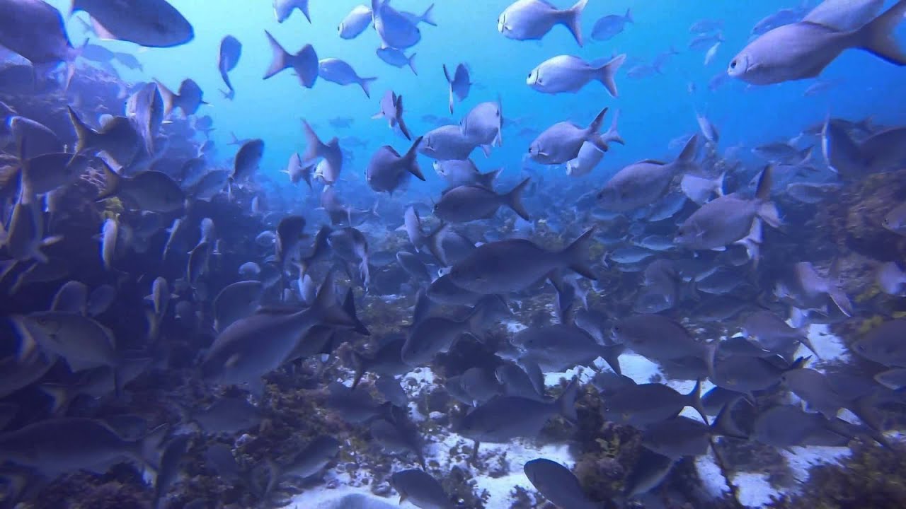 Diving around Geraldton Australia YouTube