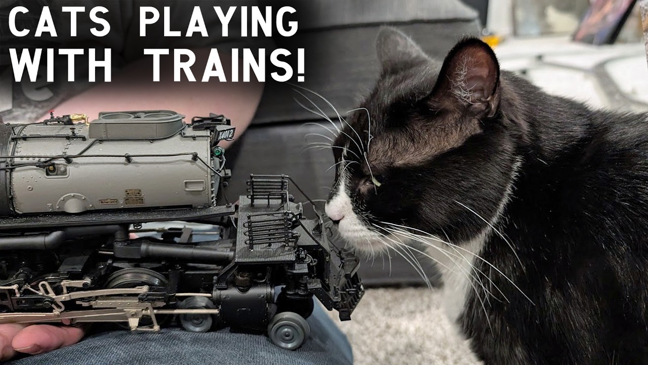 У МЕНЯ ЕСТЬ КОШКИ - они становятся фанатами поездов!