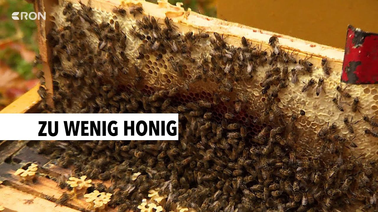 Berufsimker klagen über schlechte Frühernte | RON TV