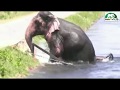 Faith in Humanity restored. An elephant stucked by a canal saved by humans