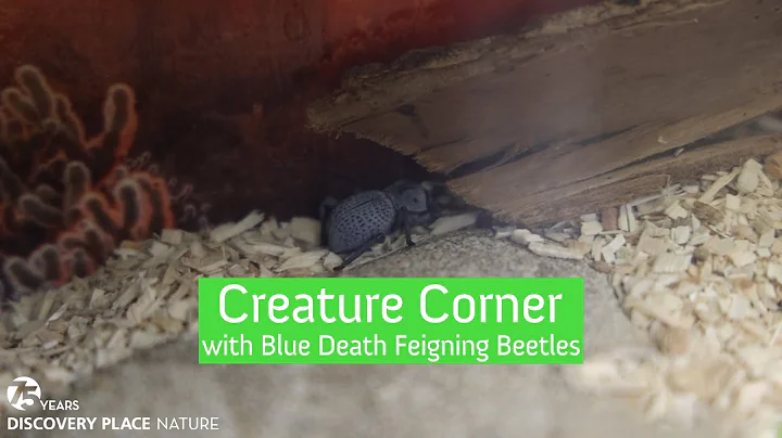 Meet the Blue Death Feigning Beetle - DayDayNews