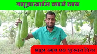 বারোমাসি লাউ চাষে লাখপতি। কম খরচে অধিক লাভ।🤑🤑🤑🤑
