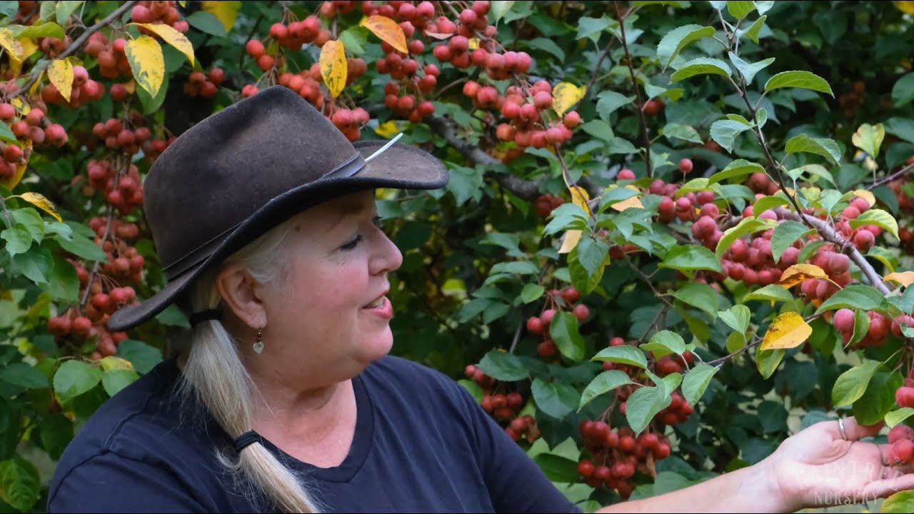 Raintree Nursery Fruit Feature: Evereste Crabapple