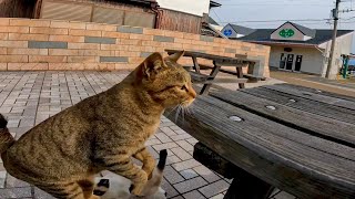 猫島でテーブルに座ったら廻りの猫達が凄い勢いで集まってきた