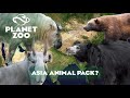 Eurasian or Greater Asian Animal Pack? Planet Zoo Speculation