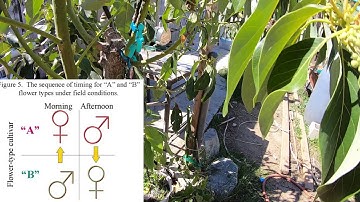 Avocado: flower types, A and B