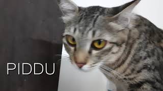 Pawsome Family 1-0-1