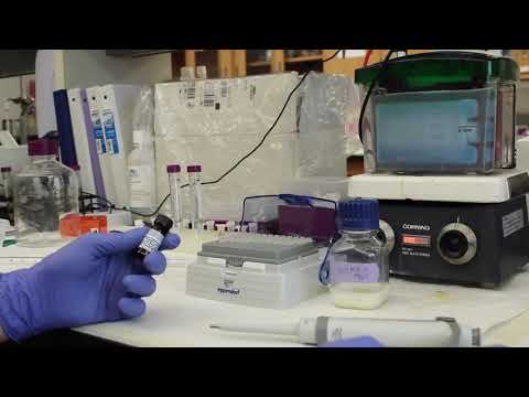 Western Blot Part