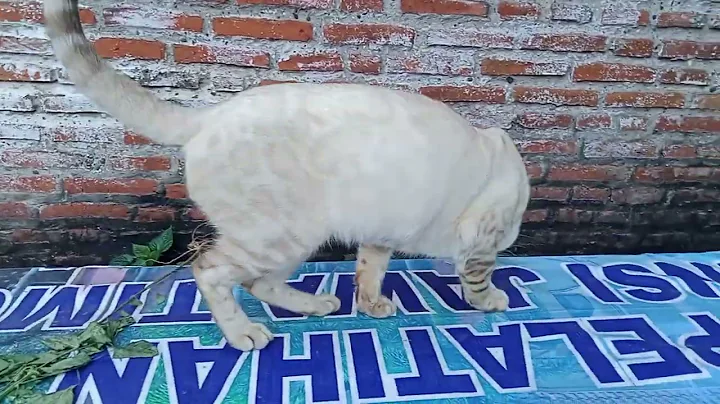 Video 10842261: snow lynx bengal, bengal cat kucing, bengal cat pet