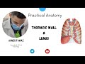 تشريح جثث جدار الصدر والرئتين 