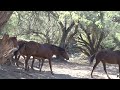 Mirabelle the Princess of The Wild Salt River Horses - Mark Storto Nature Clip - Oct &#39;22