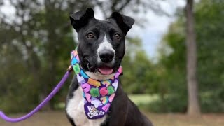 Angels of Assisi to hold pop-up adoption event Saturday