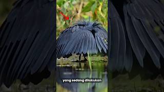 Kenapa Semua Burung Gak Kaya Gini short faktaunik burung