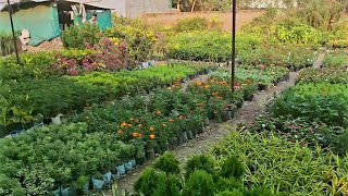 Lucknow Plant Nursery visit-Best Summer Flowering+Permanent plants+Fruit Tree with price Summer 2023