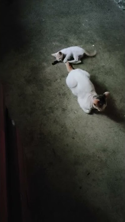 Playful Cat