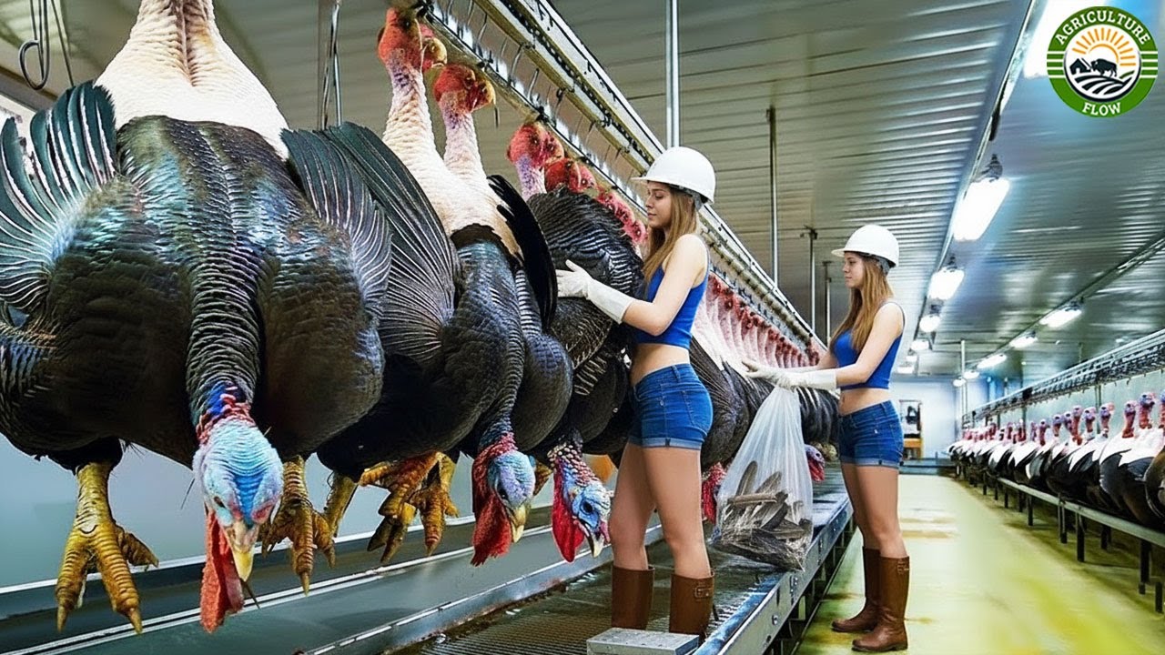 How Farmers Raise & Process Millions of Turkeys in Minnesota – Inside the $100M U.S. Industry