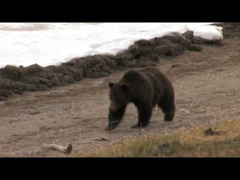 YELLOWSTONE BEARS AND PEOPLE