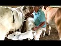 ELE TEM 77 ANOS E FAZ TUDO ISSO -  "NÃO TENHO CORAGEM DE COMER CARNE DE VACA" ANTONIO LEITEIRO