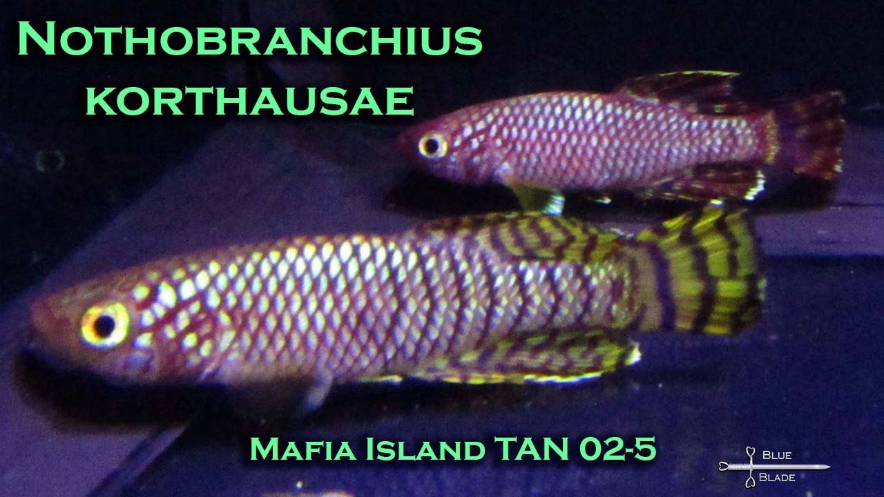Nothobranchius korthausae Mafia Island TAN 02-5