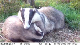 Badger preen and scratch