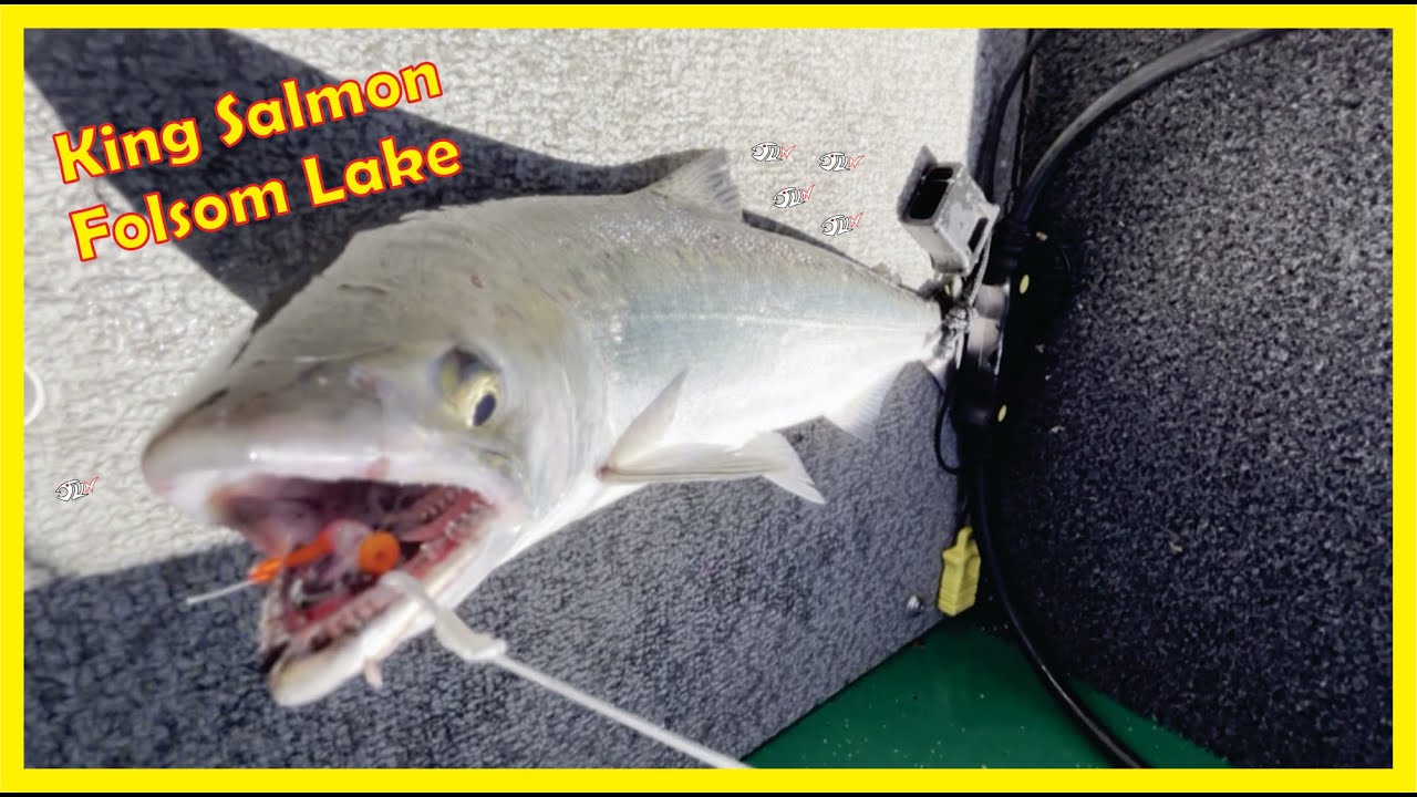 KING SALMON Fishing Report FOLSOM LAKE YouTube
