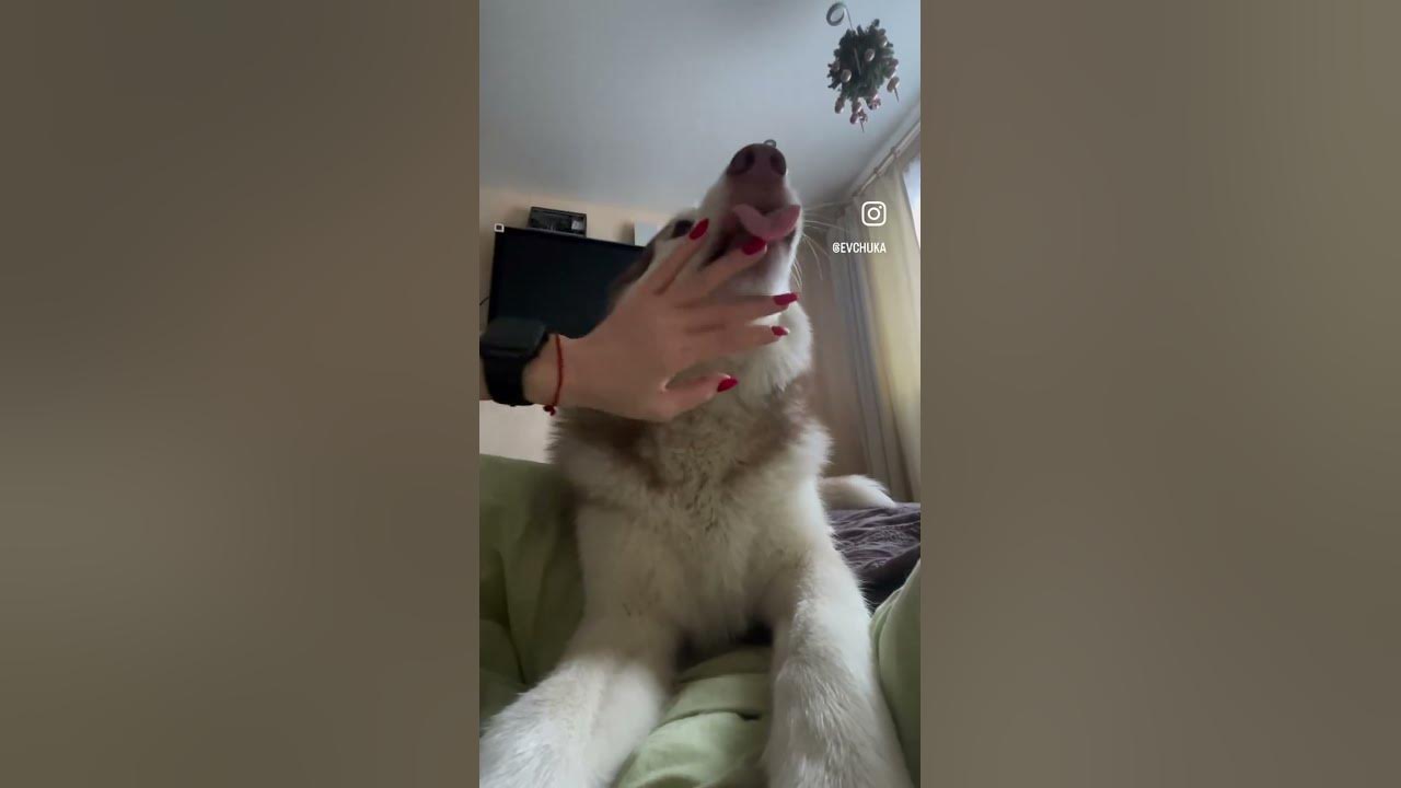 Знакомьтесь, самый добрый пес на свете. #другчеловека #хаски #волк ...