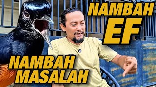 Download Lagu KALO MURAI SEPERTI INI JANGAN NAMBAH EF‼️MALAH NAMBAH MASALAH BARU NANTINYA  MP3