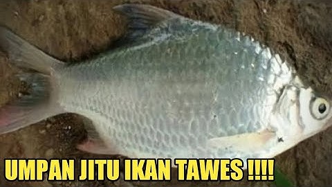 Umpan Alami Ikan Tawes Ampuh, 3X Lebih Cepat Strike !!!