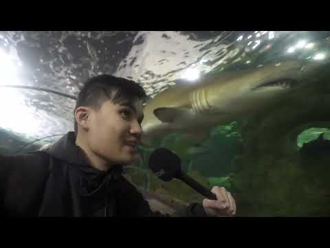 RTB Interviews a Shark