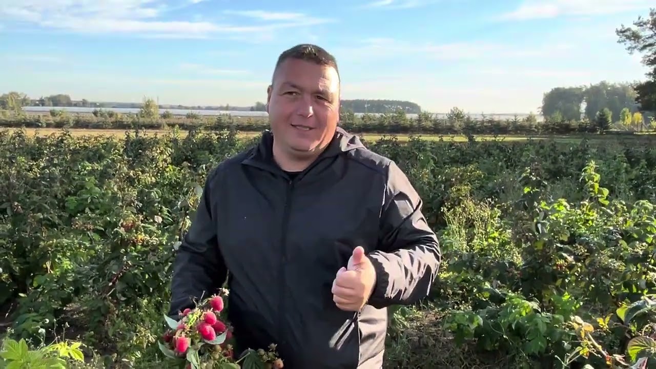 Zmeur Mapema butași  zmeur remontant.  Caracteristici soi