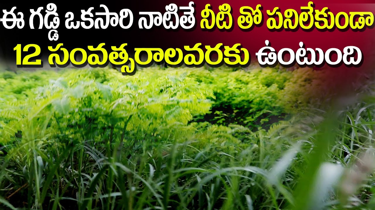 Farmers Get Best Results With Hedge Lucerne , Azolla,Buffalograss Feed Cultivation || i3media