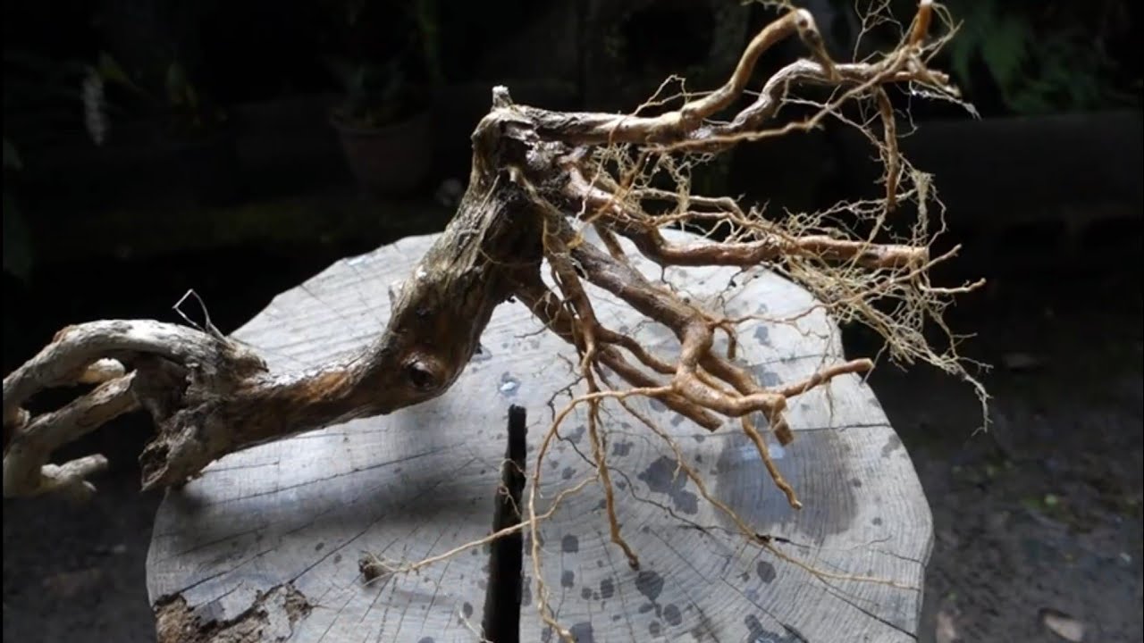 持山から採取したコガクウツギ  ♯370