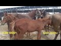 Тараз мал базары 18 09 2020ж  Таразский скотный рынок, horse, cow, ram