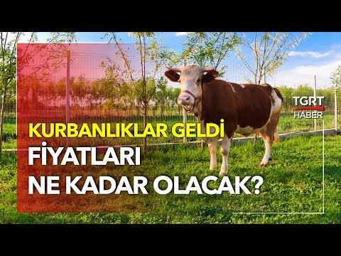 Kurbanlık Pazarında Kurban Fiyatlar Ne Kadar?