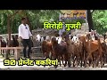 sirohi gujri pragnent goat | visit piyush goat farm ajmer | bakra market ajmer