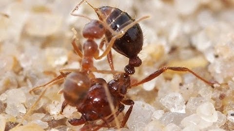 Crazy Ants Detoxify the Venom of Fire Ants