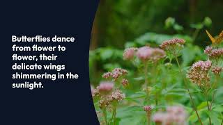 Dawn s Symphony A Forest Awakening